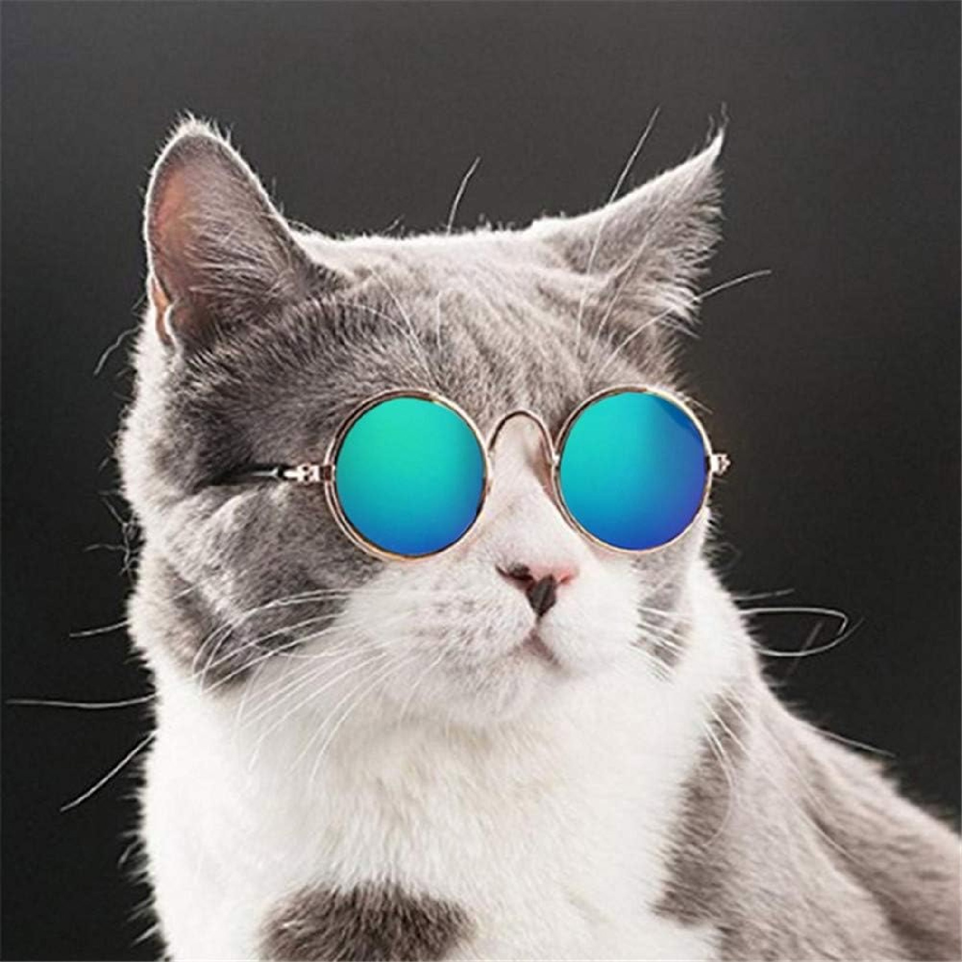 Gafas De Sol Para Gatos Mascotas